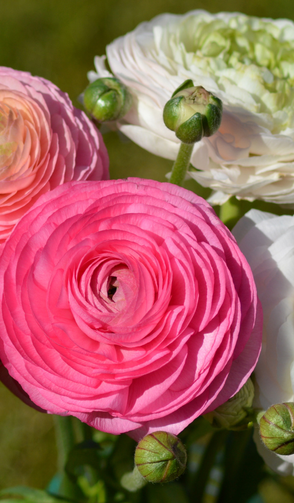 Белые и розовые красивые цветы лютики крупным планом