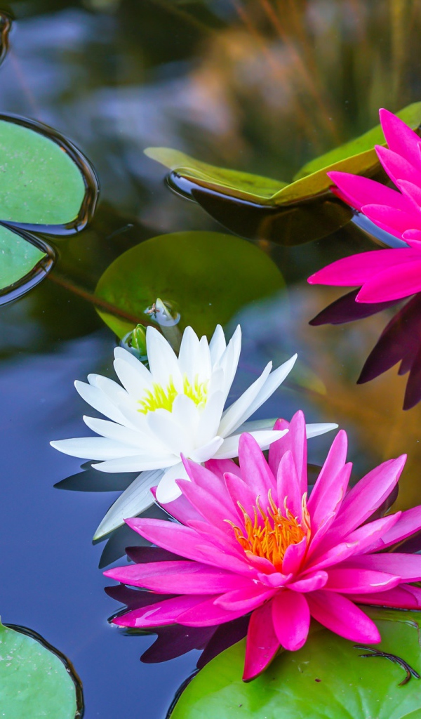 Белые и розовые цветы водяной лилии в пруду