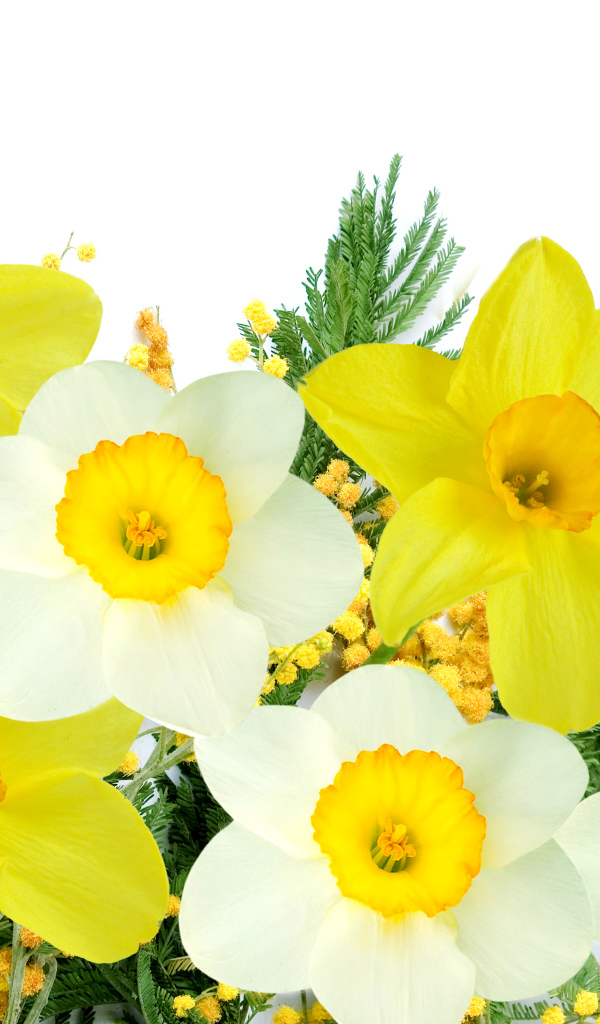 Белые и желтые нарциссы с мимозой на белом фоне