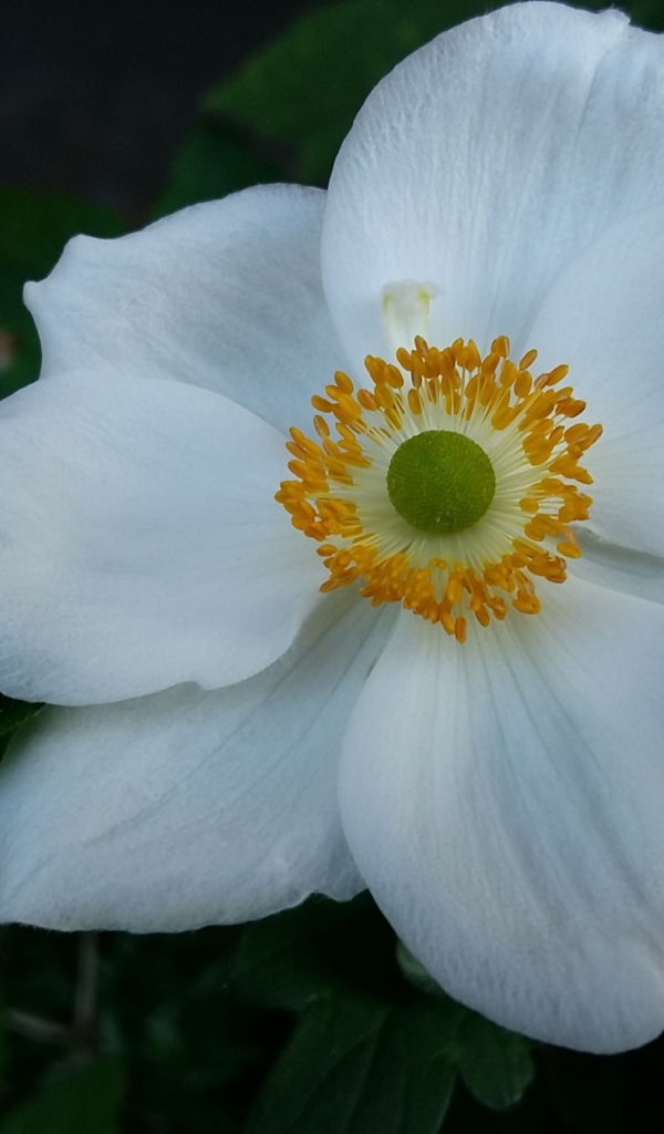 Белый красивый цветок Анемона 