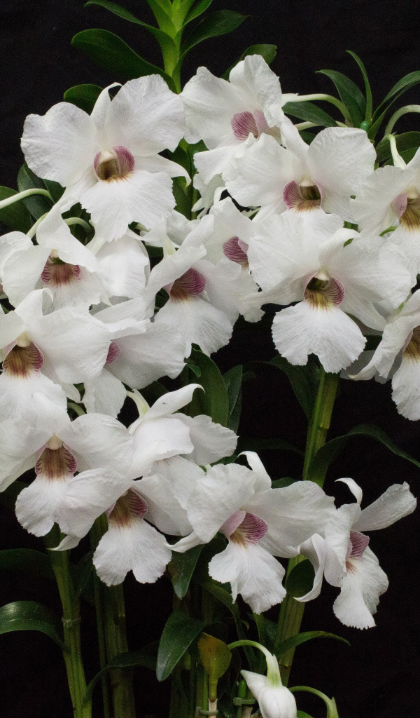 Белые красивые орхидеи на черном фоне