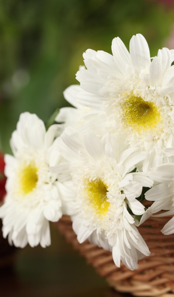 Белоснежные цветы хризантемы в корзине