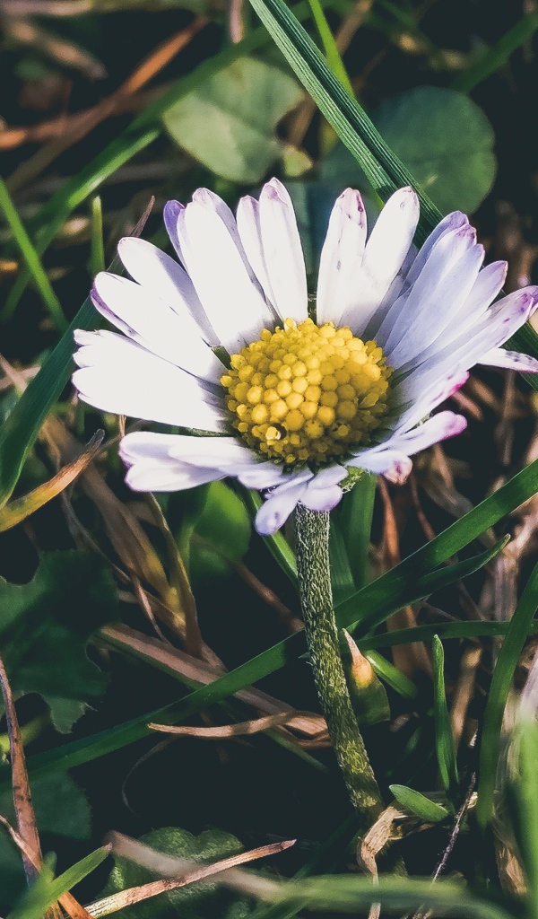 Белая ромашка с желтой серединкой в зеленой траве