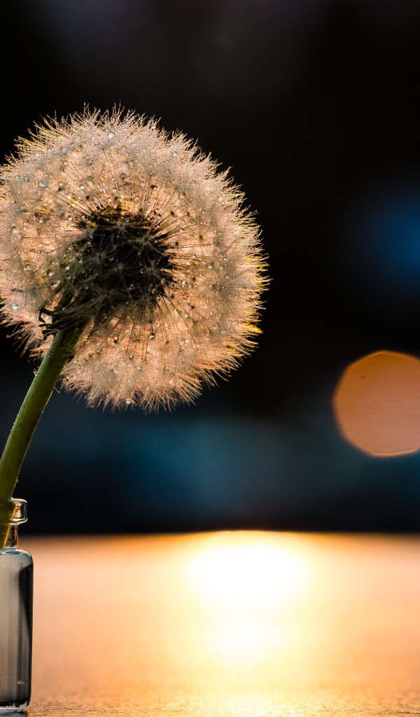 Белый одуванчик в свете солнца на столе