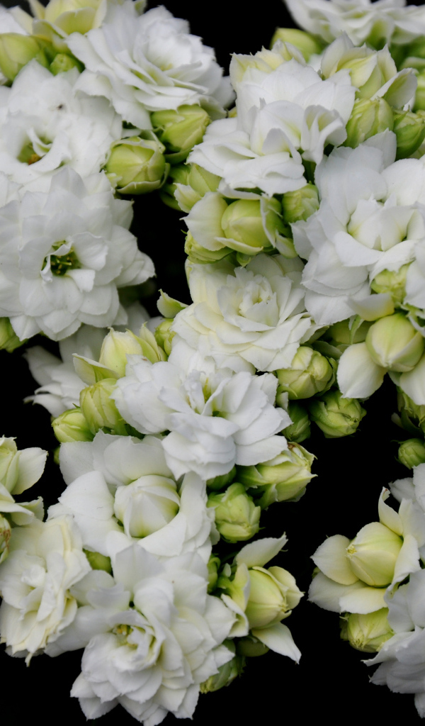 Белые нежные цветы каланхоэ с бутонами крупным планом