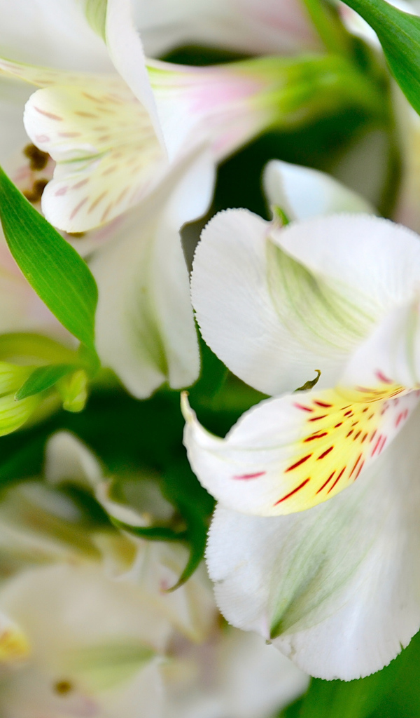 Белые нежные цветы альстрёмерия крупным планом