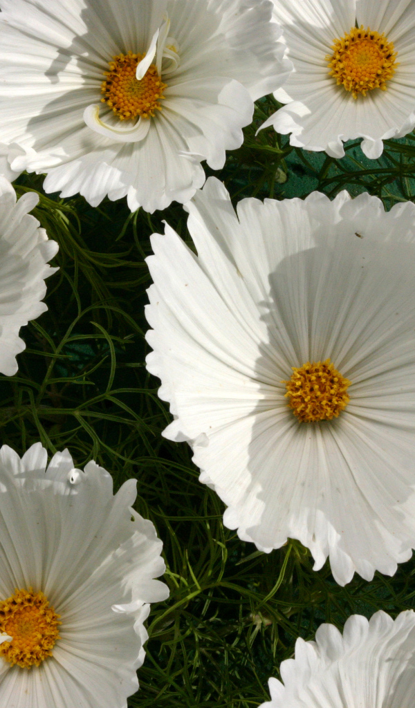 Белые нежные цветы космея крупным планом