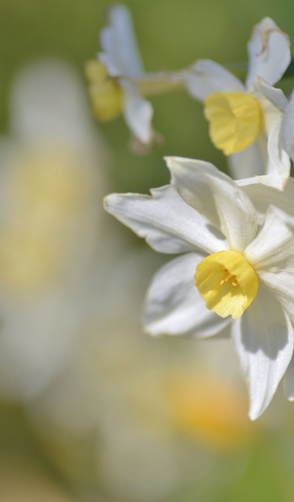 Белые нежные цветы нарциссы крупным планом