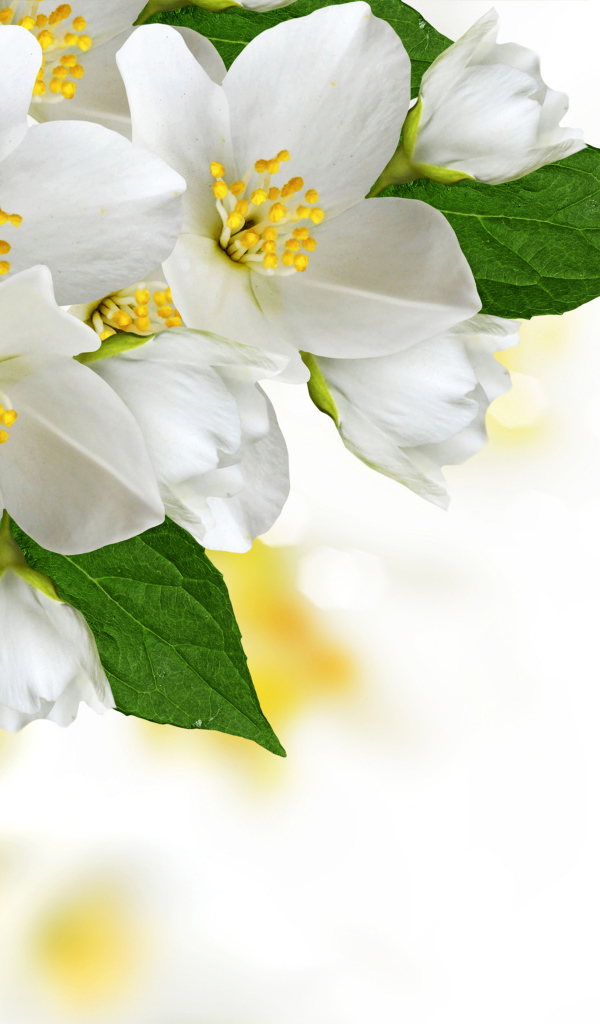 Белые нежные цветы жасмина на белом фоне, шаблон