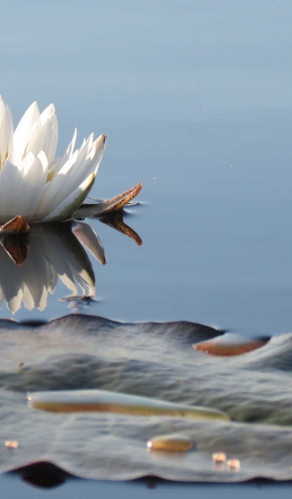 Белый нежный цветок лотоса в водоеме 