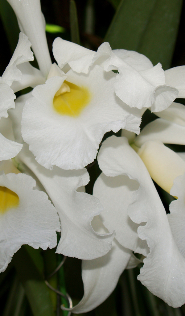 Белые экзотические орхидеи крупным планом