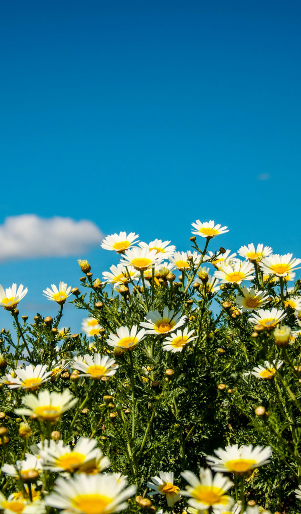 Белые полевые ромашки под летним голубым небом
