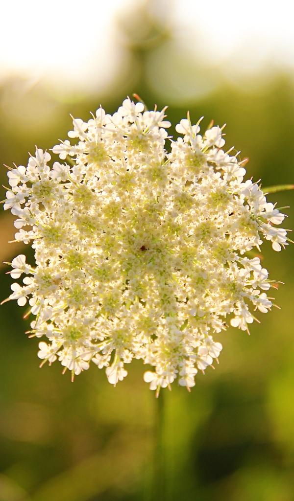 Белый полевой цветок в лучах солнца