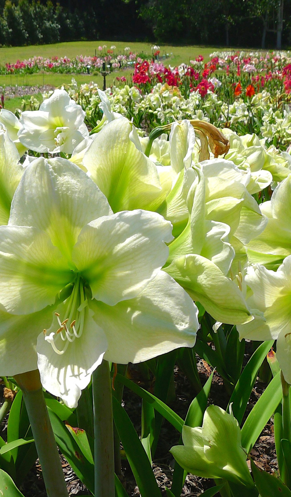 Белые цветы Амариллис на клумбе крупным планом 