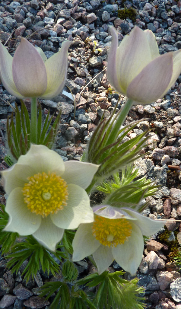 Белые цветы прострел растут на камнях