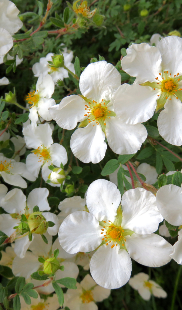 Белые цветы на ветке дерева крупным планом