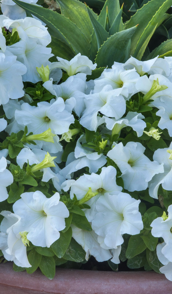 Белые цветы петуния крупным планом