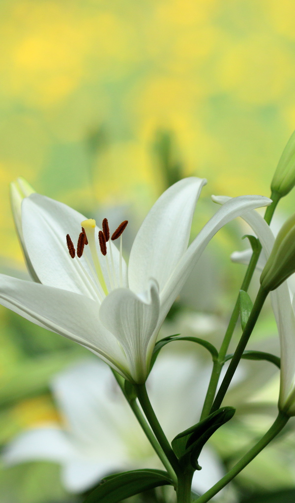 Белые лилии с бутонами крупным планом