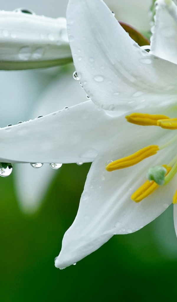 Белая лилия с бутонами в каплях росы