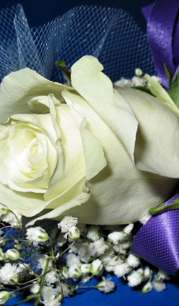 Белая роза с гипсофилой перевязаны фиолетовой лентой