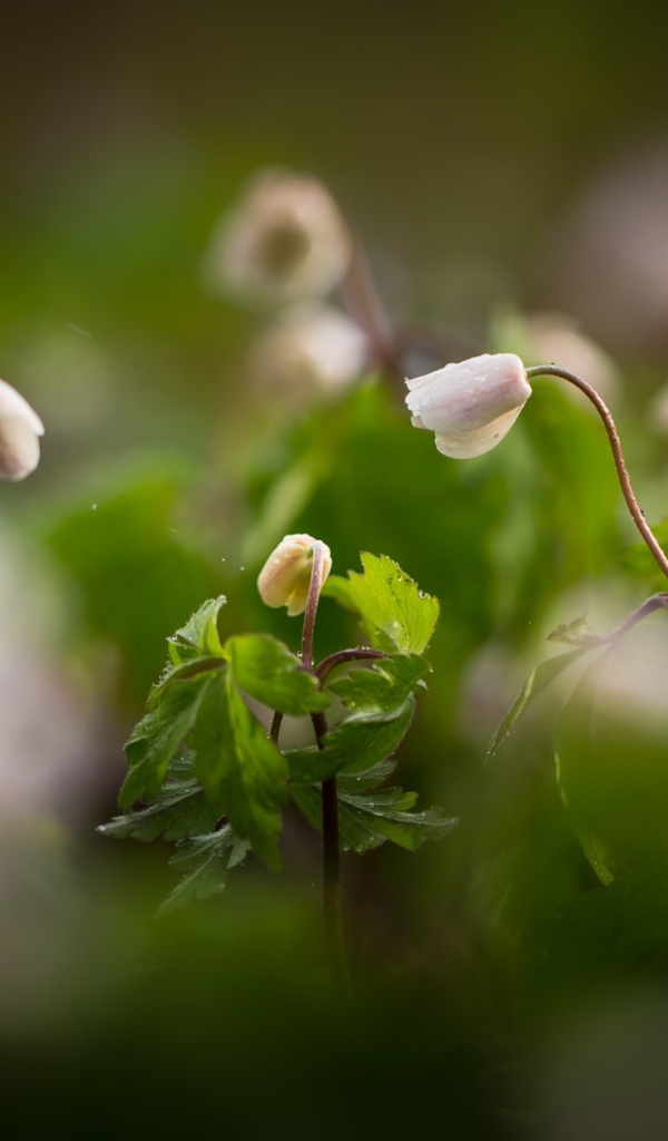 Полевые цветы Ветреница распускаются на рассвете 