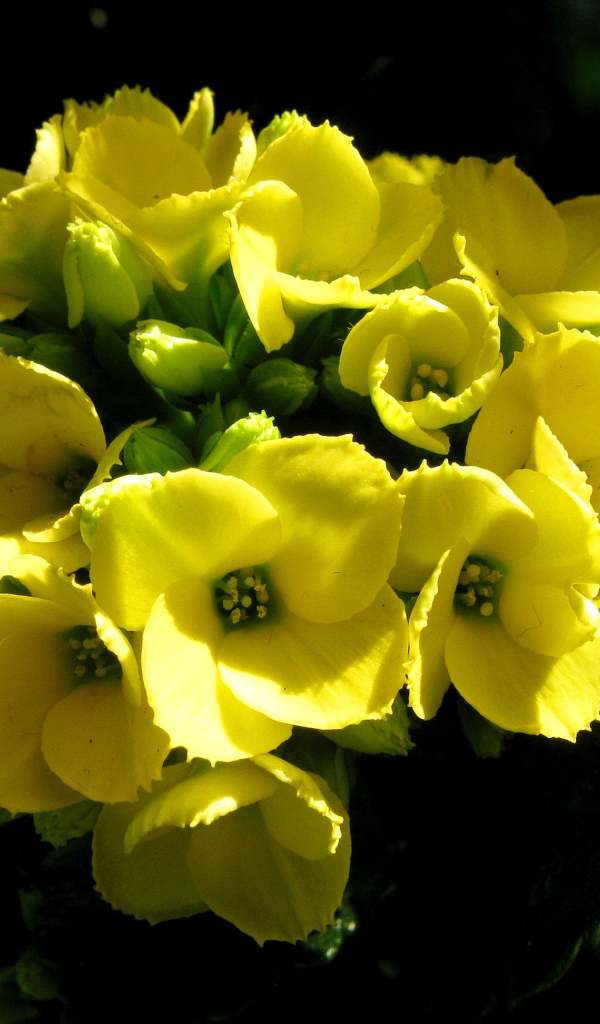 Желтый цветок каланхоэ крупным планом