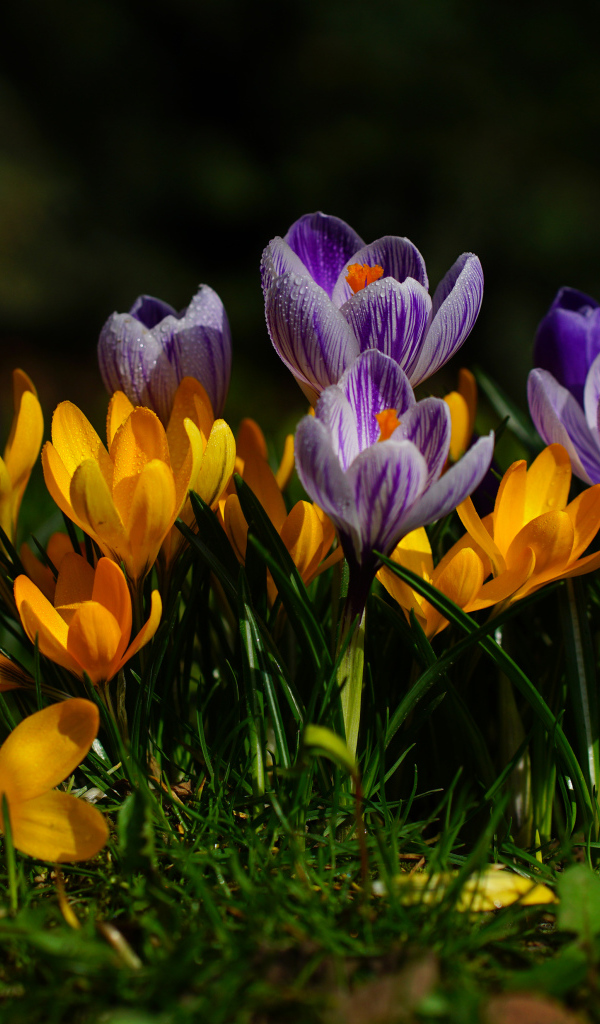 Желтые и фиолетовые цветы крокусы  