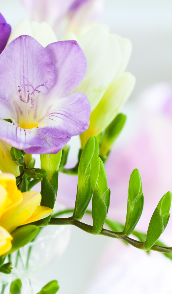 Желтые и сиреневые цветы фрезии