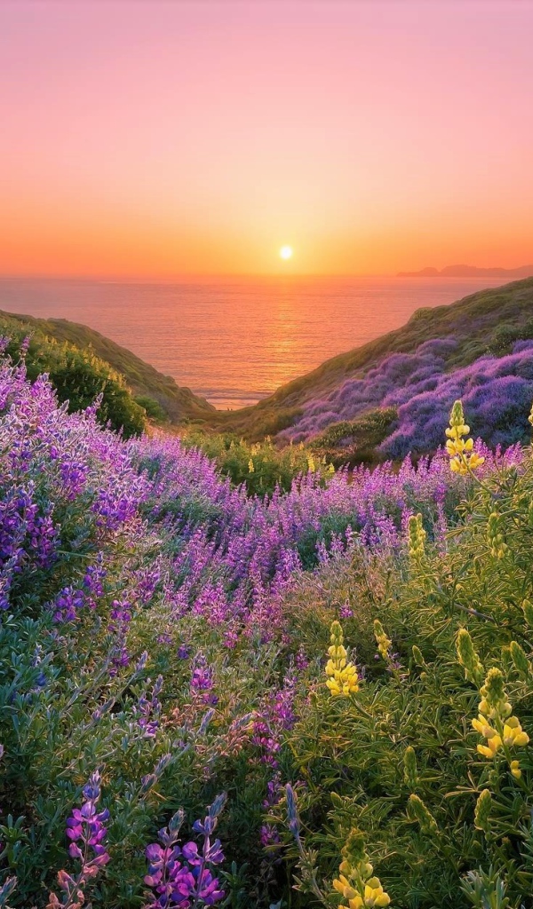 Желтые и сиреневые люпины на склонах береговой линии на закате