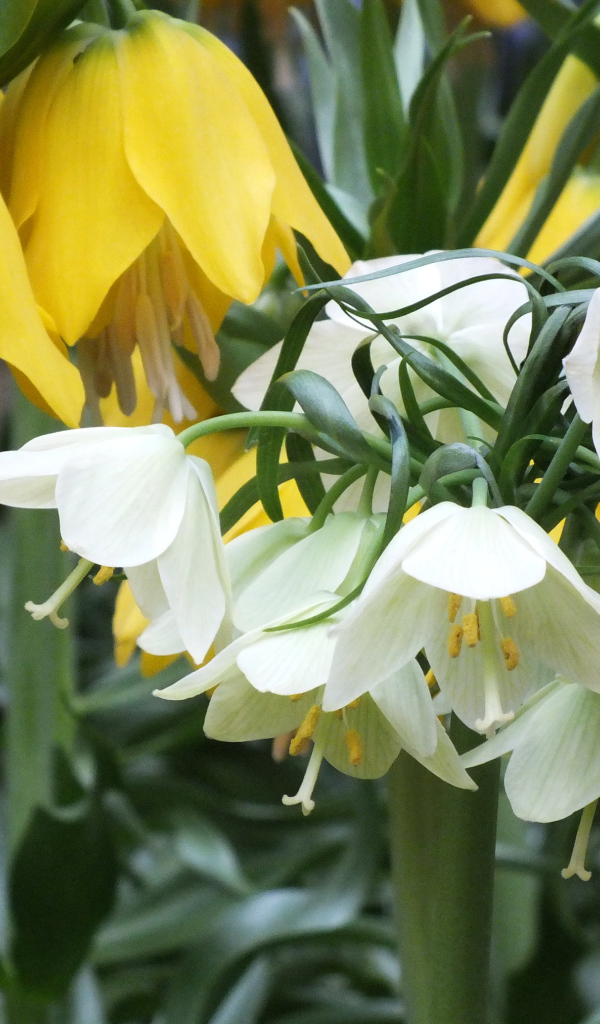 Желтые и белые цветы рябчики в саду