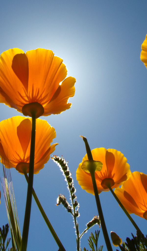 Желтые красивые цветы Эшшольция на фоне голубого неба 