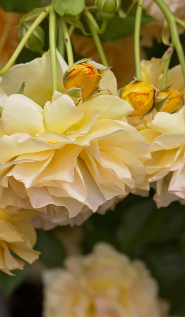 Желтые красивые розы с бутонами