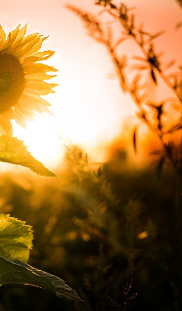 Желтый цветущий подсолнух на закате солнца