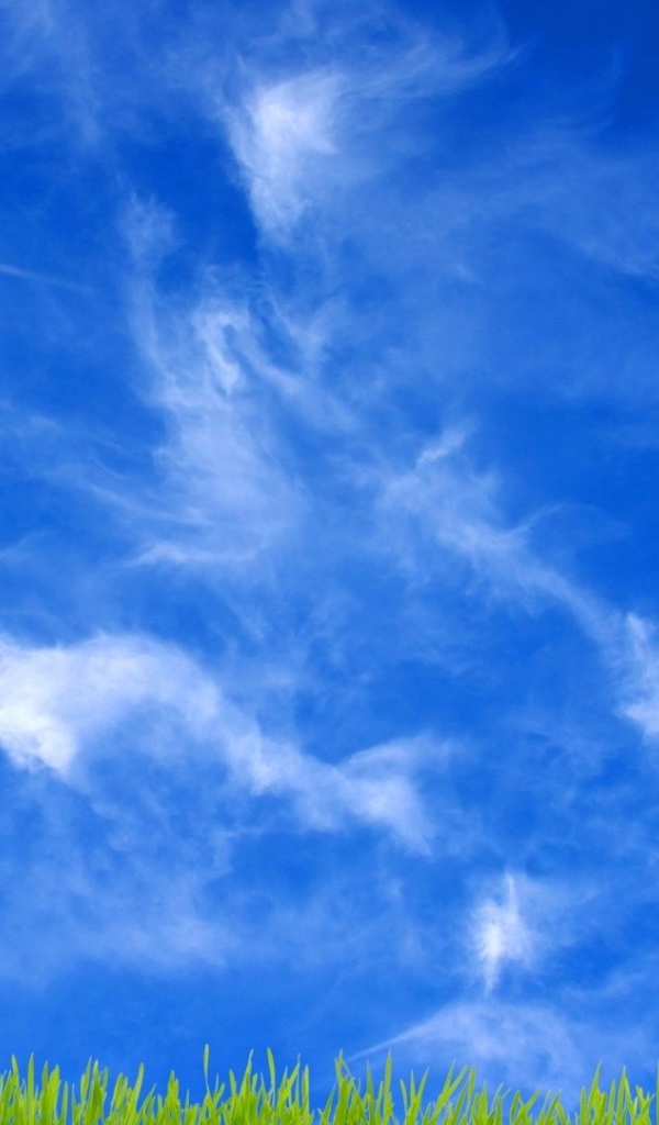 Желтый цветущий подсолнух под ярким солнцем 