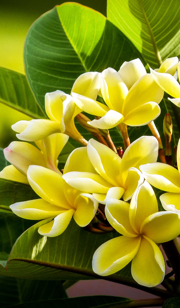 Желтые экзотические цветы Плюмерия крупным планом