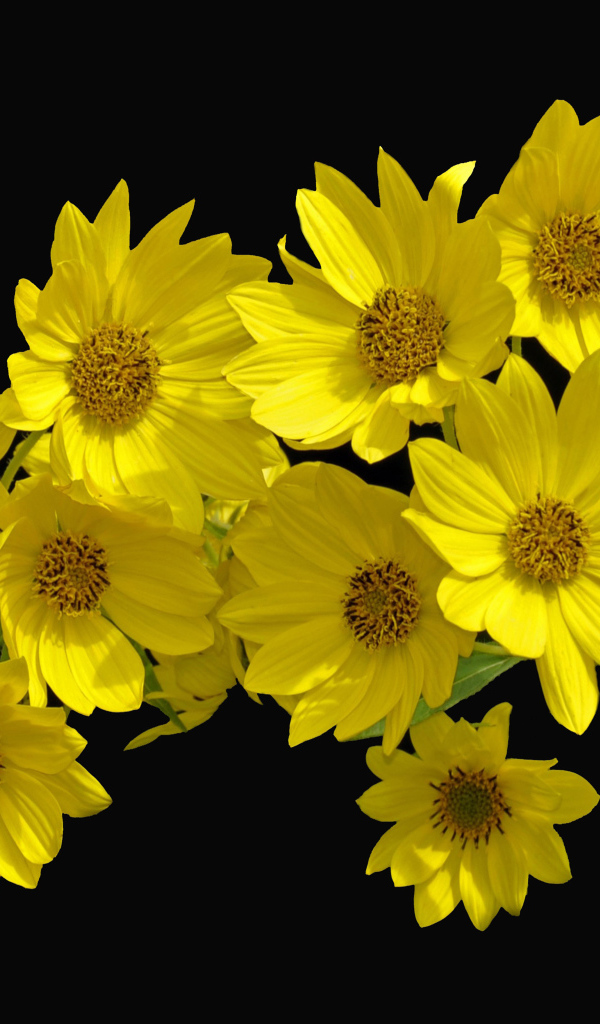 Желтые цветы Гелиопсис на черном фоне
