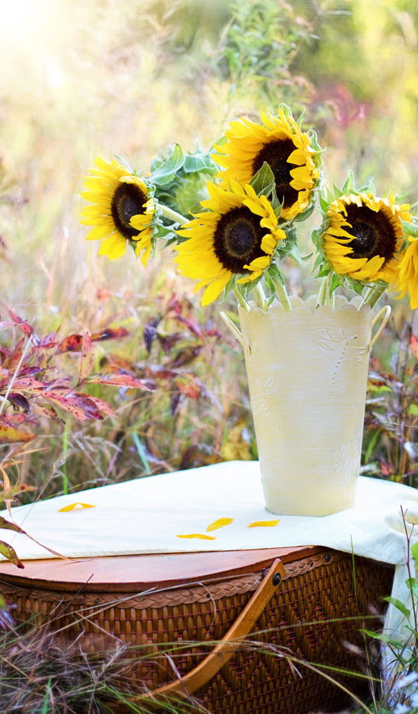 Желтые цветы подсолнухи в вазе стоят на корзине