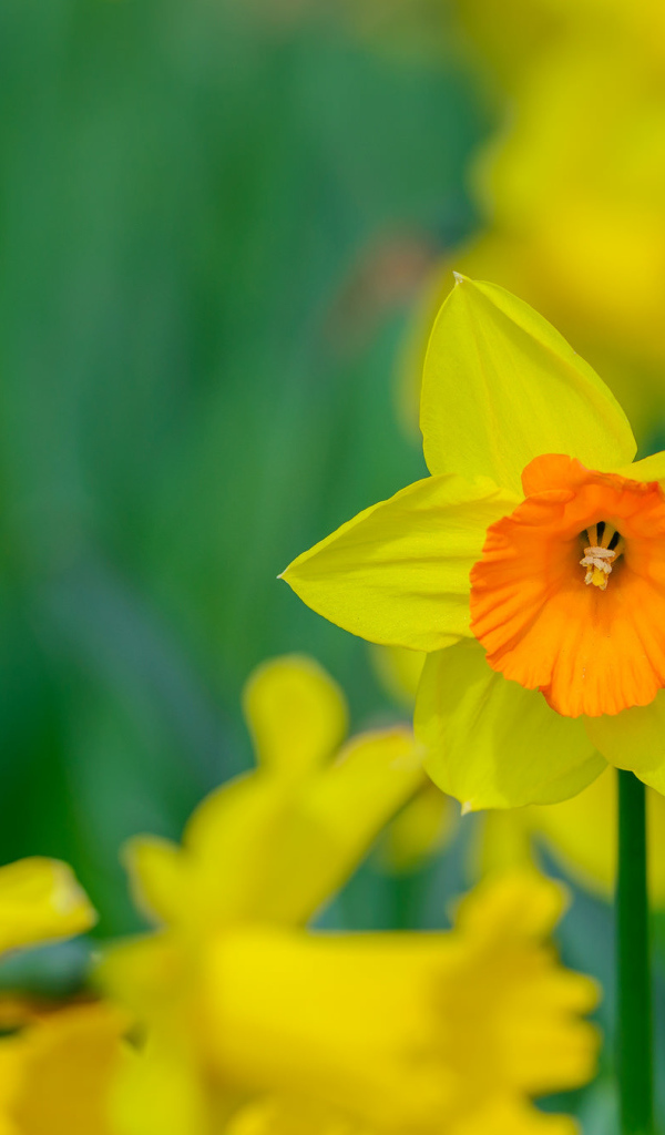 Желтый садовый цветок нарцисс крупным планом
