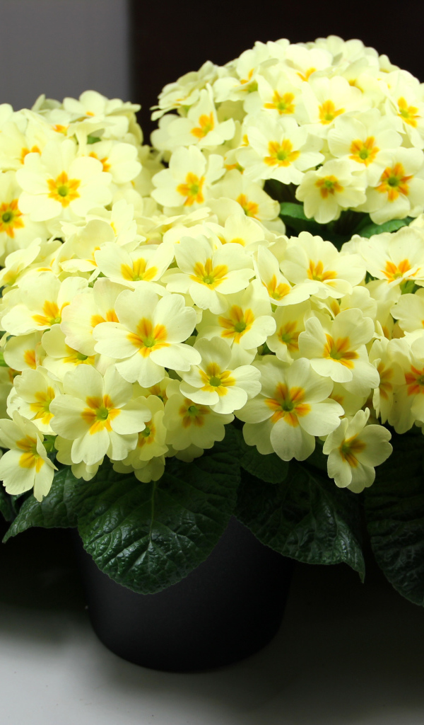 Желтые комнатные цветы примула в горшочках