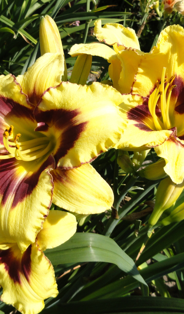 Желтые лилии с бутонами на клумбе