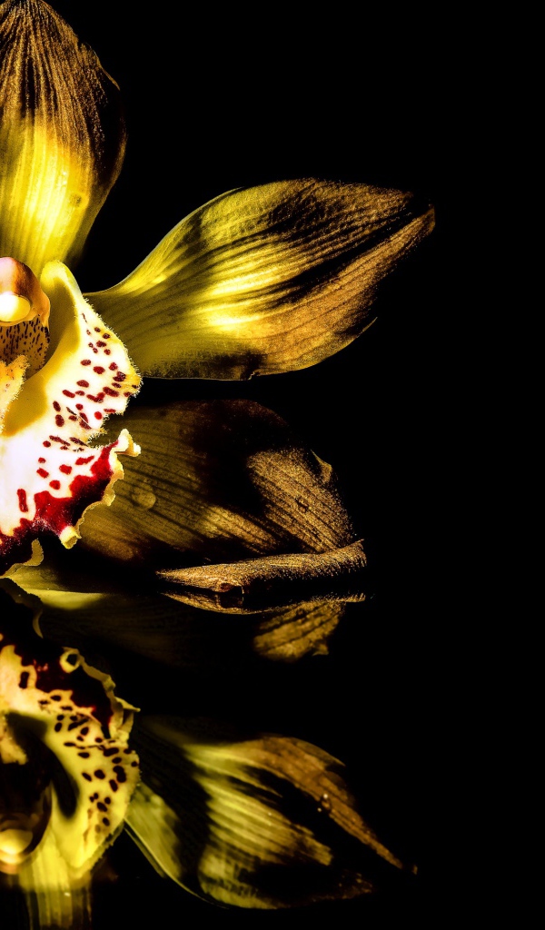 Желтая орхидея на черном фоне 