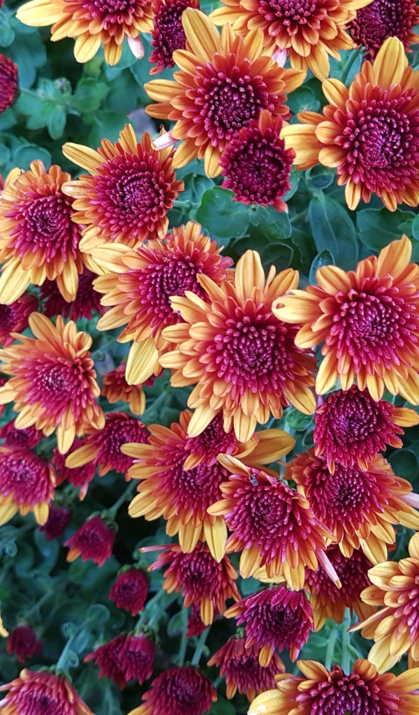 Желто  розовые красивые хризантемы 