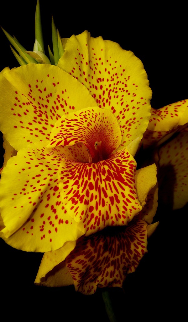 Желтый пятнистый цветок канна на черном фоне