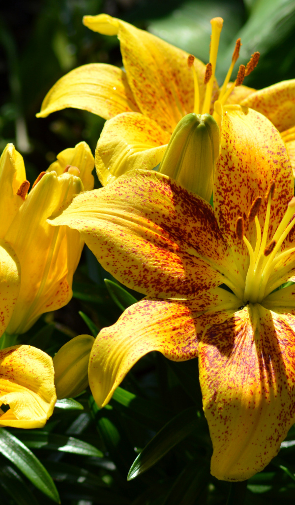 Желтые пятнистые лилии на клумбе крупным планом