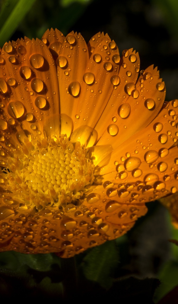 Желтые летние цветы Рудбекия в каплях воды 