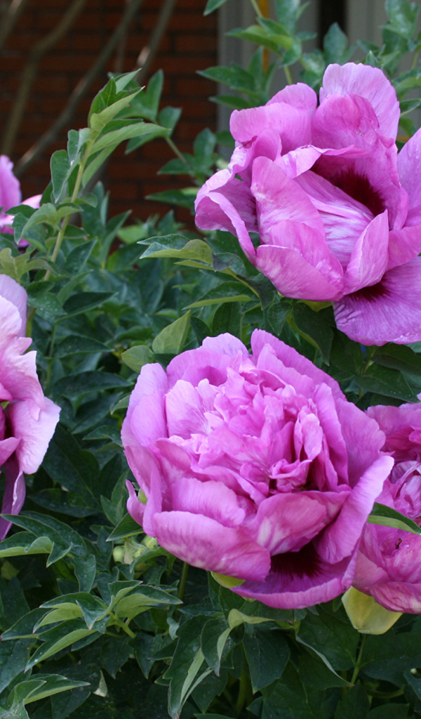 Красивые розовые садовые пионы 