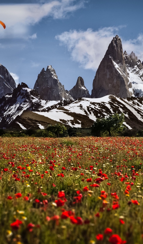 Поле красных маков у подножия горы Утлиберг, Швейцария