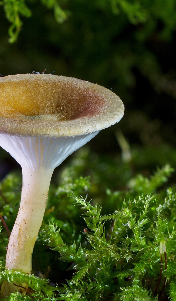 A small mushroom on the green earth