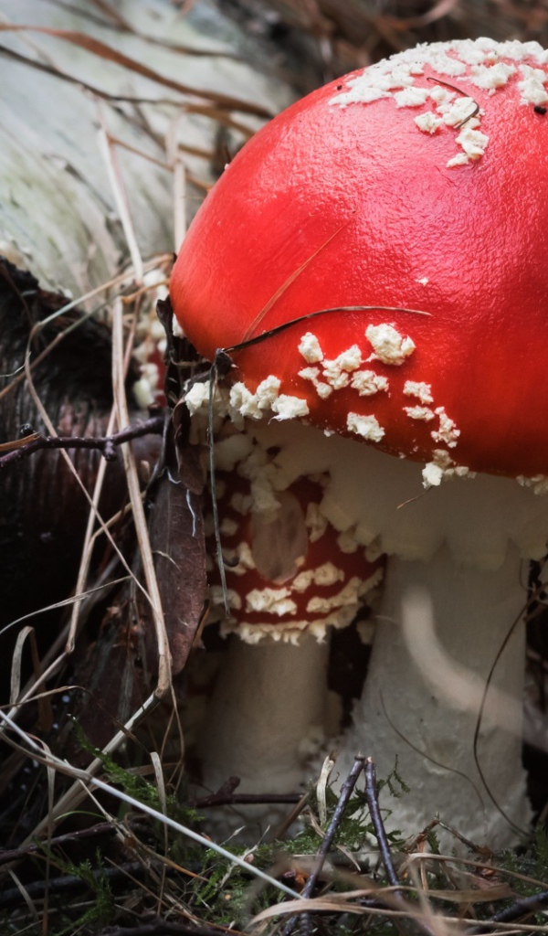 Красивый гриб мухомор с красной шляпкой у сухой березы