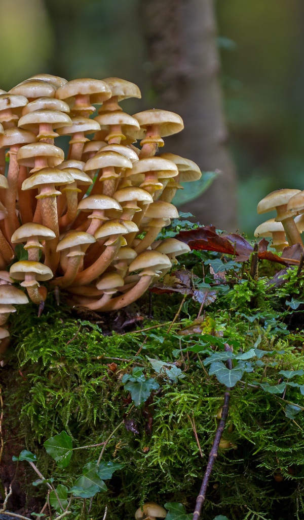 Лесные грибы опята растут на покрытым мхом пне